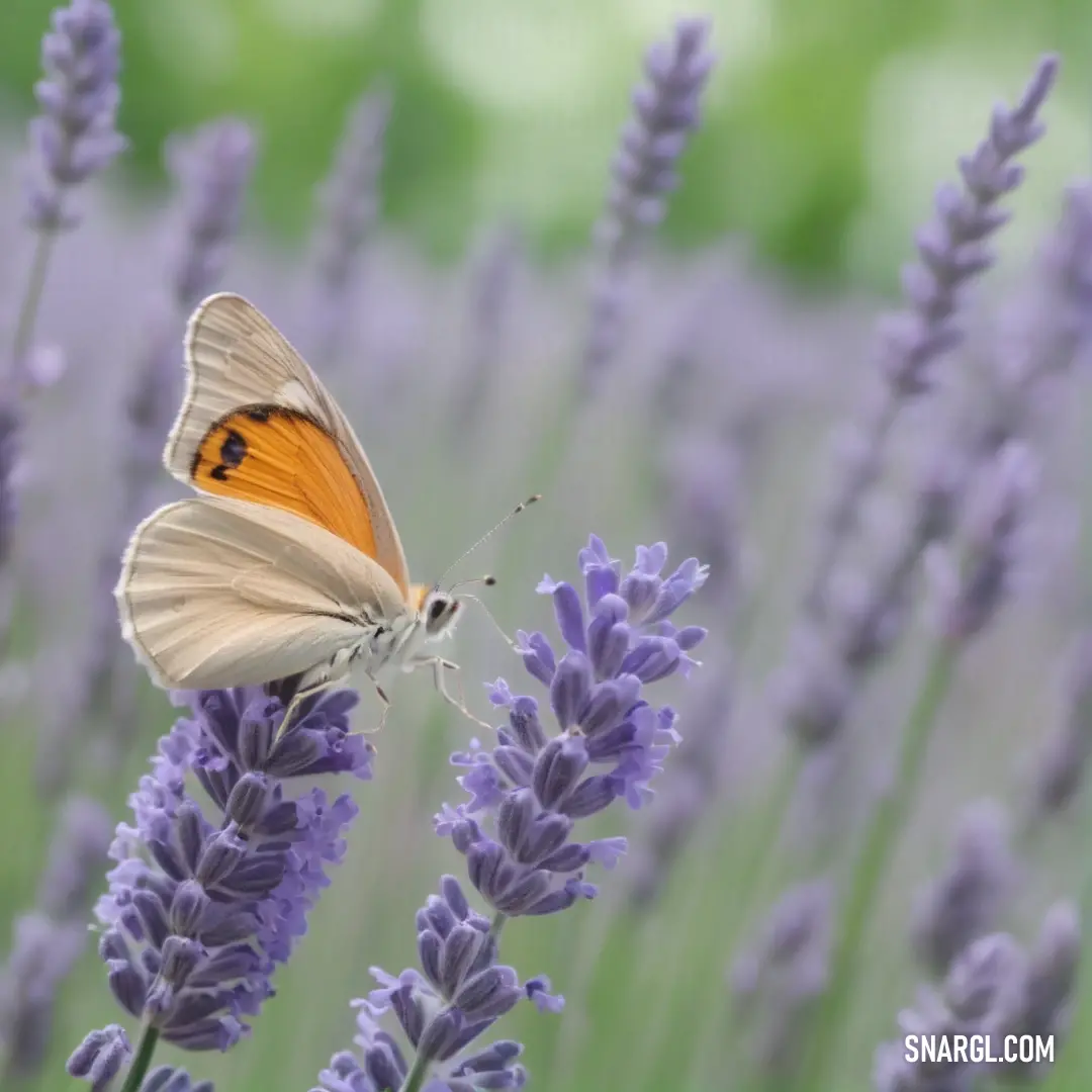 A graceful butterfly perches delicately on a fragrant lavender flower in a sunlit field, surrounded by blooming lavenders that sway gently in the breeze. Its vibrant colors radiate elegance and beauty.