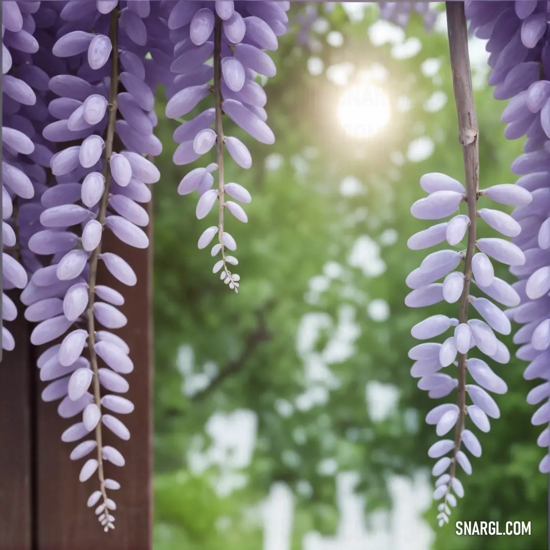 Bunch of purple flowers hanging from a tree branch in front of a building with a sun shining through the trees