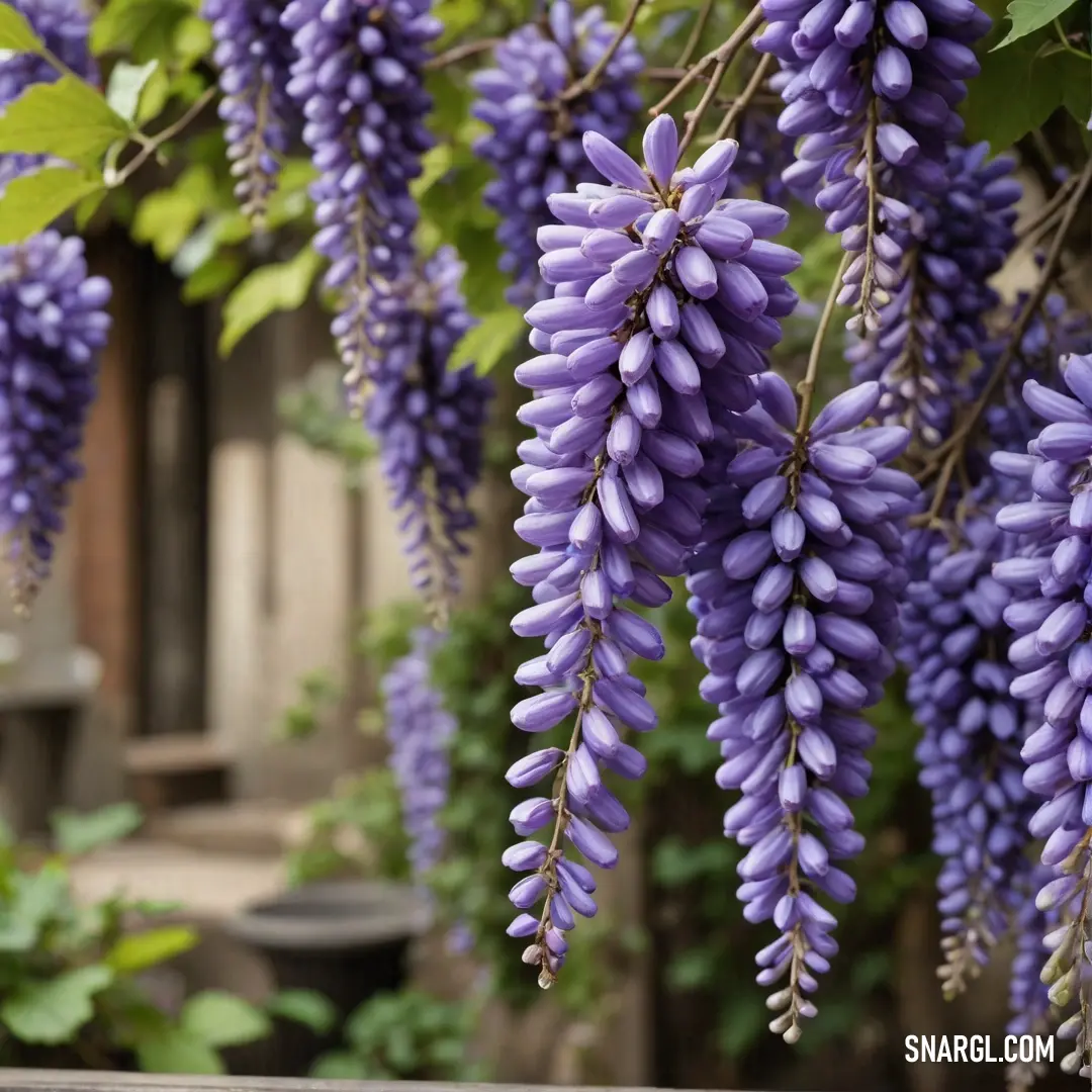 Bunch of purple flowers hanging from a tree branch in a garden area with green leaves and a building in the background