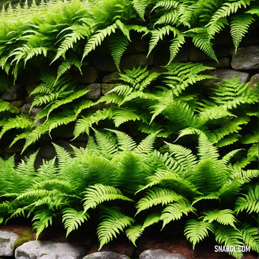 Green plant growing on a stone wall next to rocks and grass in a garden area with a bench. Color RGB 80,177,0.