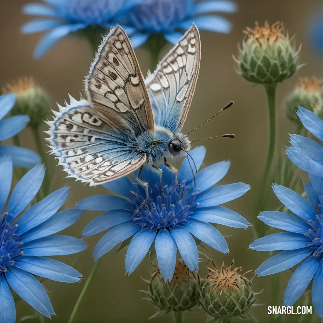 NCS S 2060-R80B color example: Blue butterfly on a blue flower with a blurry background