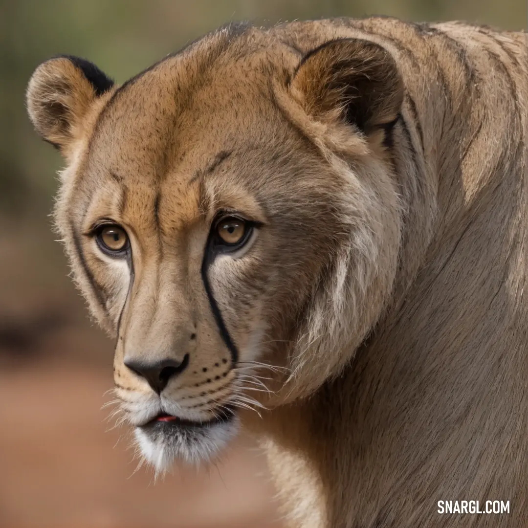 NCS S 3010-Y20R color example: Close up of a lion face with a blurry background