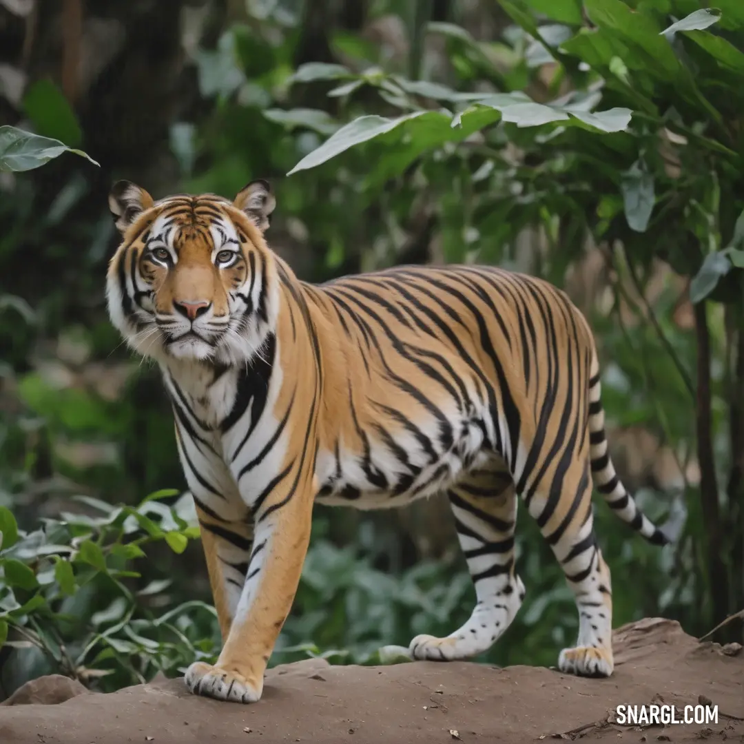 Tiger standing on a rock in a forest area with trees and bushes in the background. Example of CMYK 0,45,65,25 color.