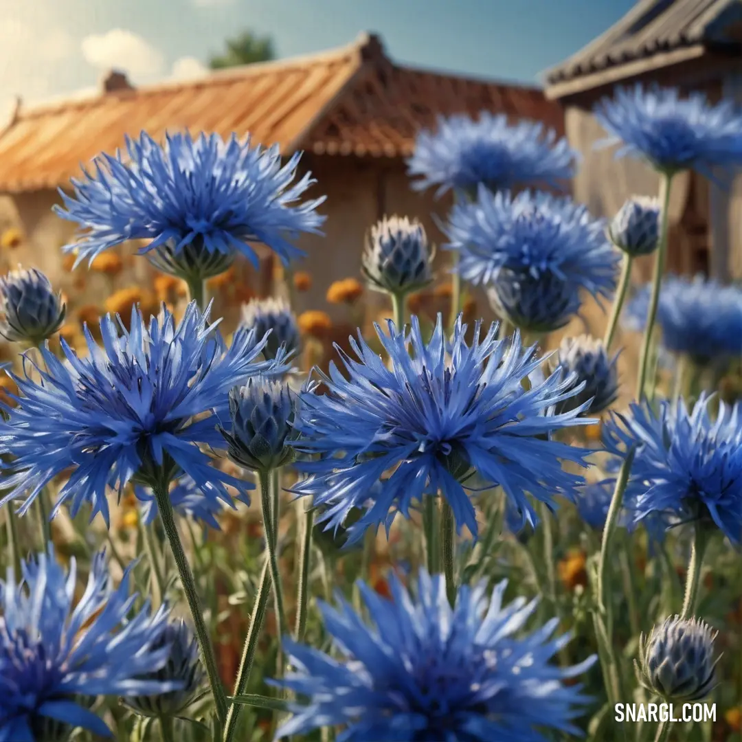 Field of blue flowers with a building in the background. Color #134A98.