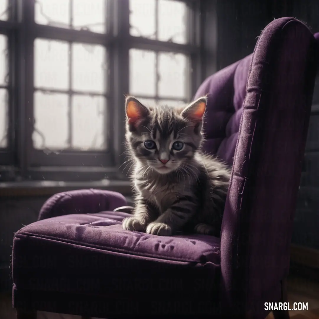 Small kitten on a purple chair in front of a window with a light coming through the window. Color CMYK 0,10,5,55.