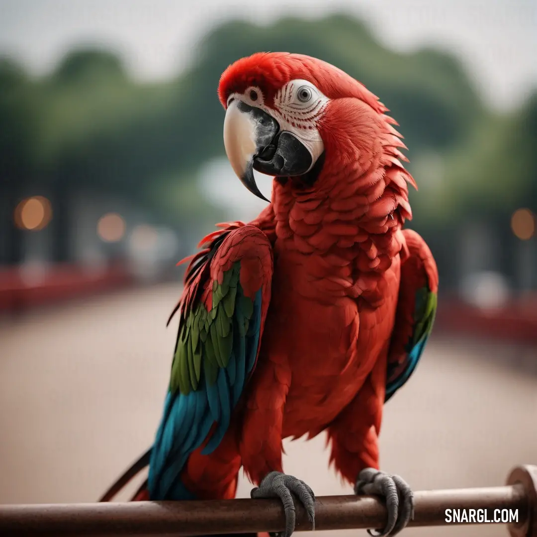 Red parrot on a rail in a park area with trees in the background. Example of NCS S 4050-Y70R color.