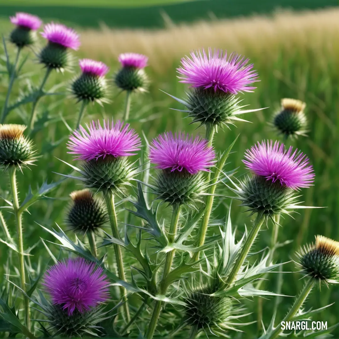 NCS S 5020-G30Y color. Field of purple flowers with a green field in the background