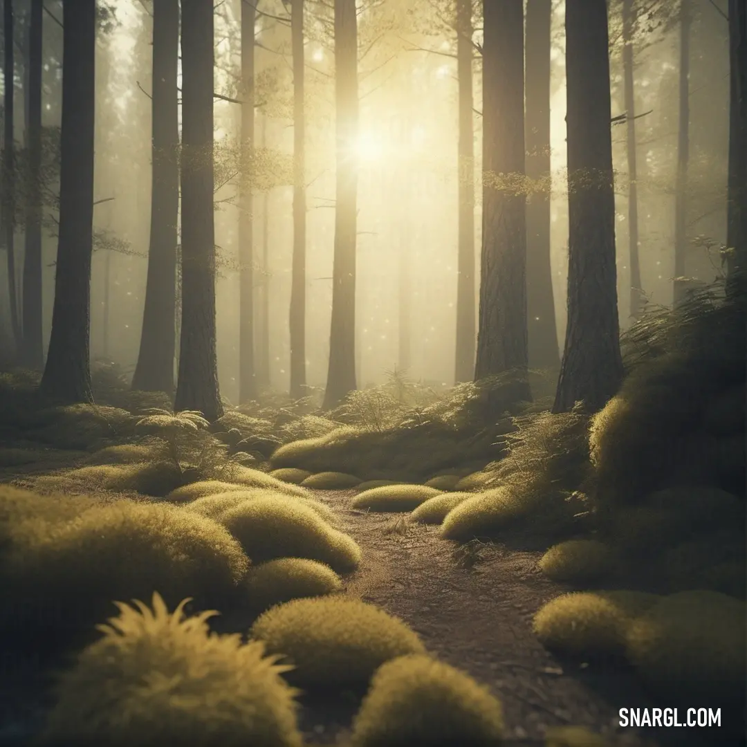 Path in a forest with moss growing on the ground and trees in the background. Color CMYK 0,17,60,60.