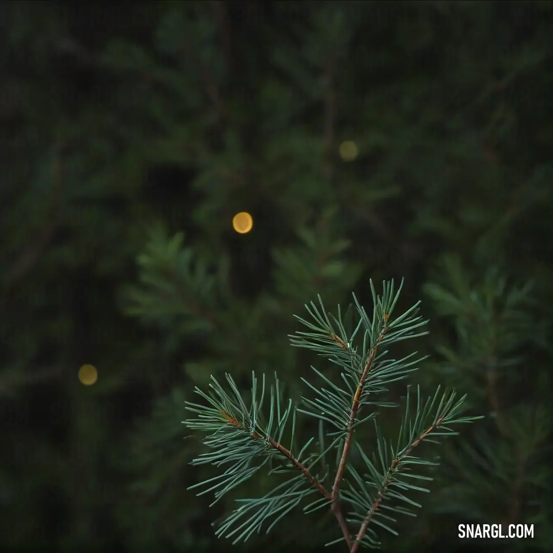 A beautiful pine tree set against a softly blurred background, showcasing the natural colors and textures highlighted in RGB 62,58,63.