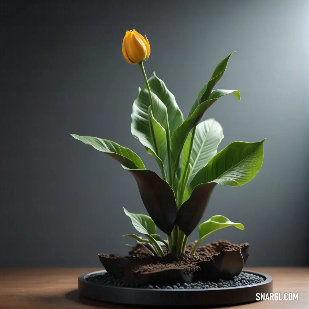 A vibrant yellow tulip rests on a textured surface of rich brown dirt, set against a dramatic dark backdrop that enhances its vivid color. This composition adds warmth and a touch of nature to the surrounding atmosphere.