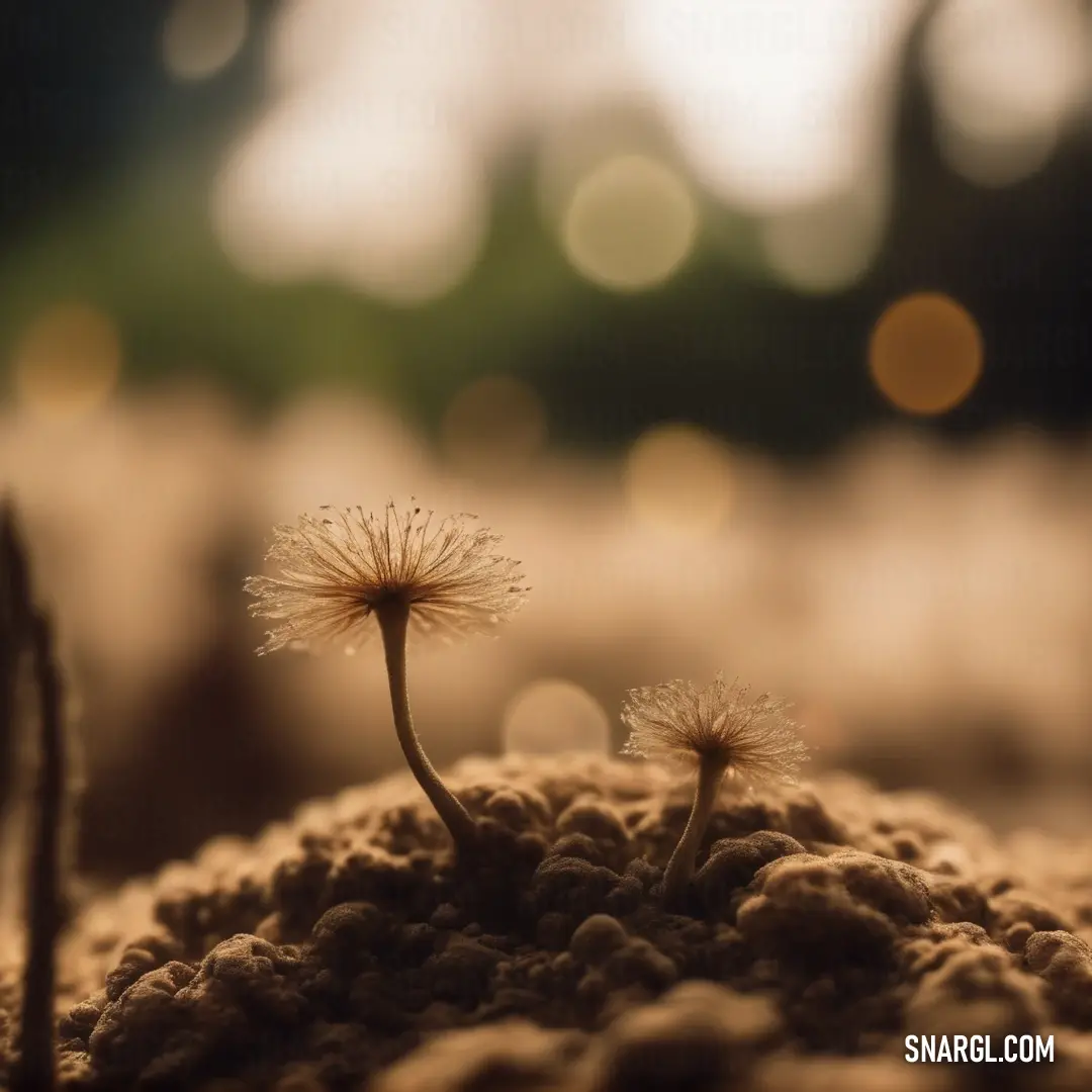 Couple of small white dandelions on top of a dirt field next to a forest of trees. Color NCS S 8505-Y20R.