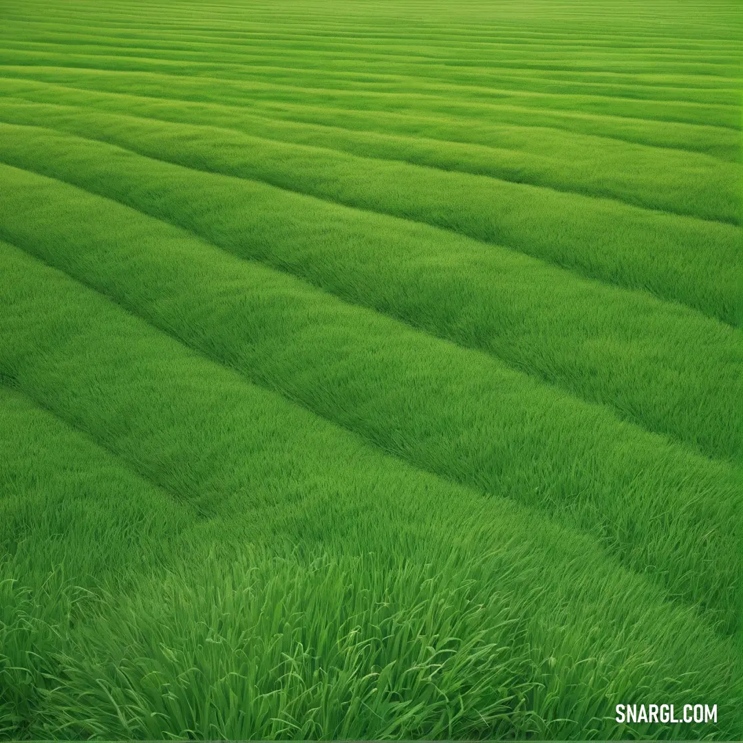 Office green color. Field of green grass with a sky background