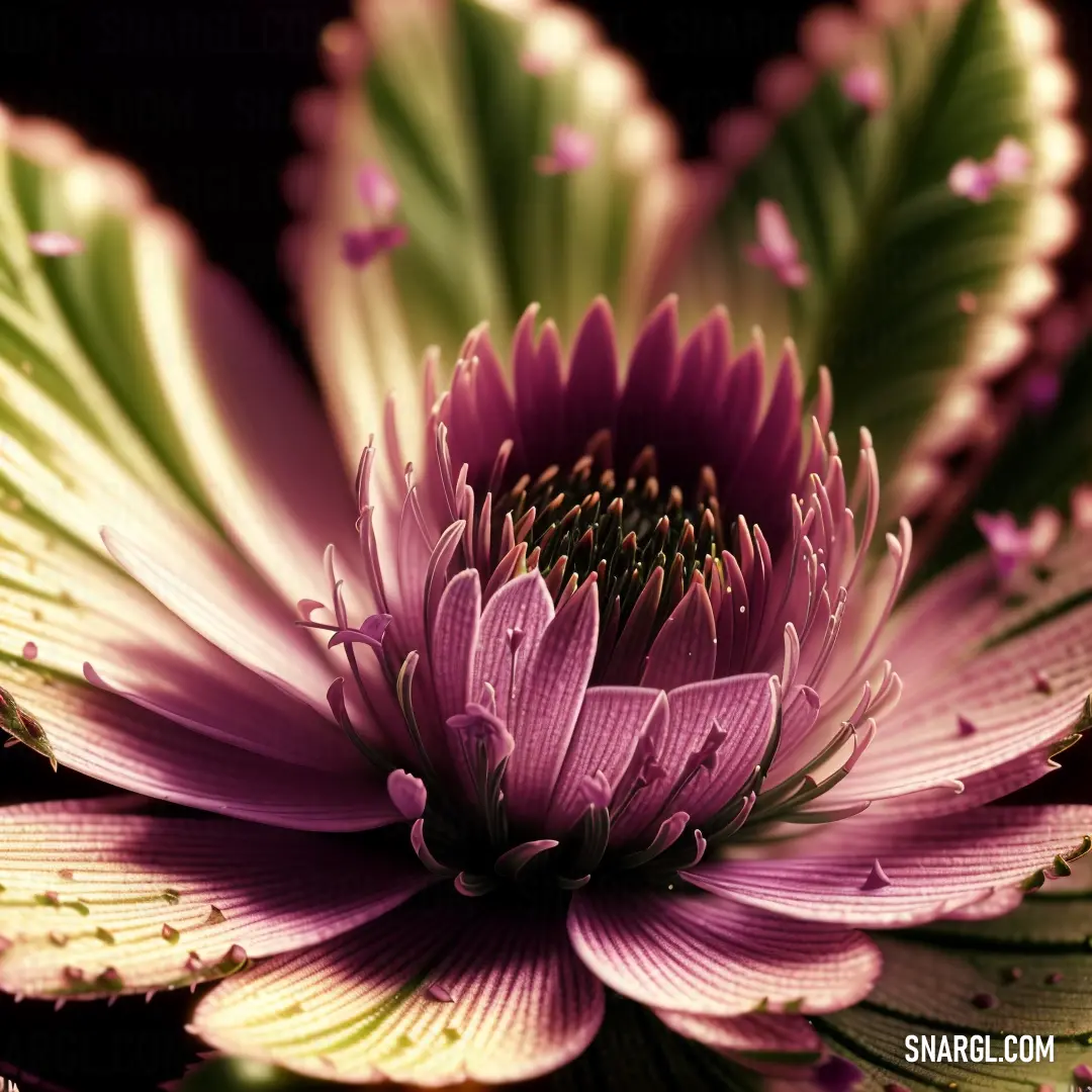 Close up of a flower with a black background and a green center and purple petals