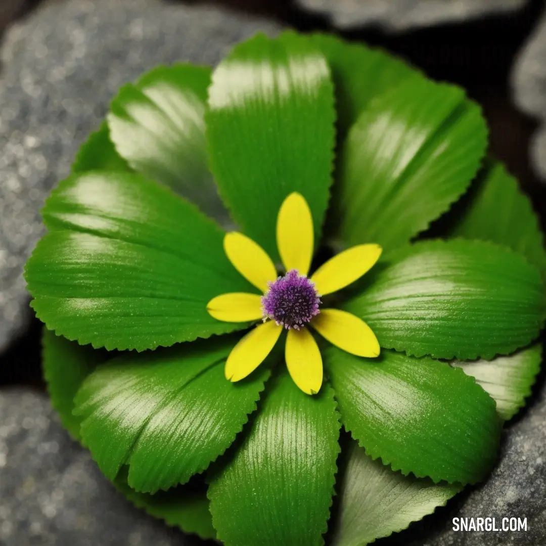 Yellow flower is surrounded by green leaves on a rock surface