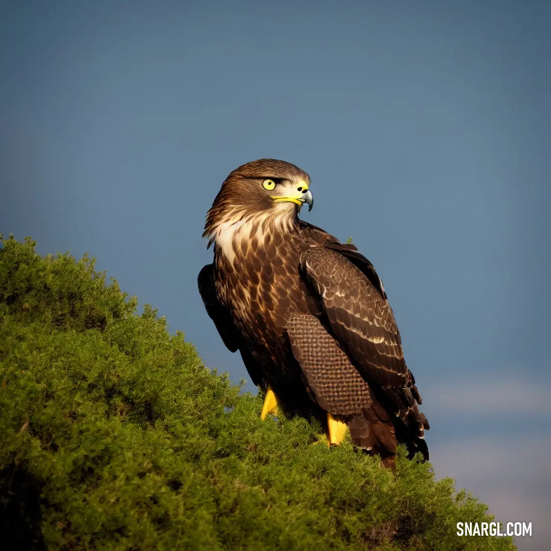 Bird of prey perched on a tree branch with a blue sky in the background and a green bush