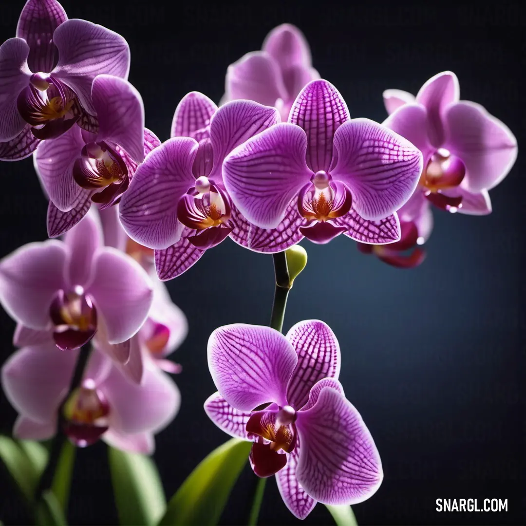 Close up of a bunch of purple flowers with a black background. Color #DA70D6.