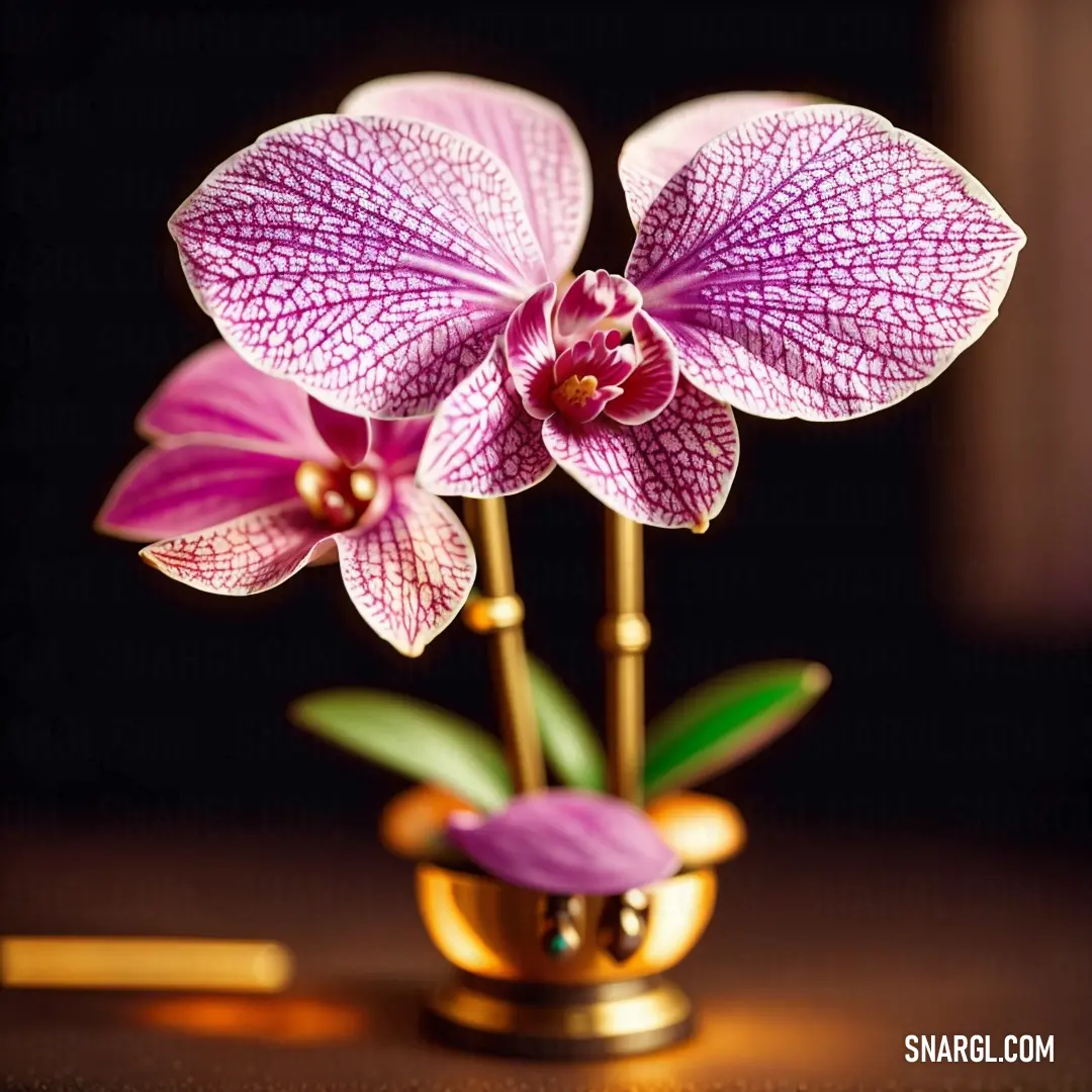 Orchid color. Purple flower in a gold vase on a table with a black background