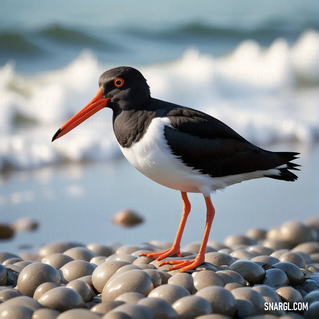 A stunning oystercatcher standing gracefully on a rocky beach, surrounded by ocean waves crashing in the background. The bird stands still, gazing out toward the vast water, while the soft waves reflect the early light of the day.