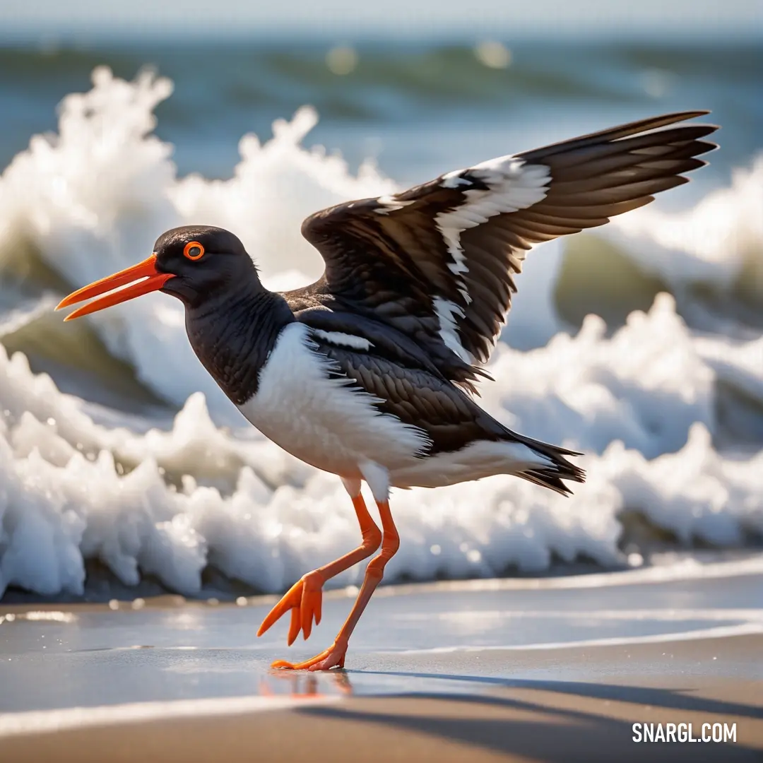 A sleek Oystercatcher with a long, bright beak stands alone on the beach, its stance strong as the waves of the ocean gently crash along the shore.