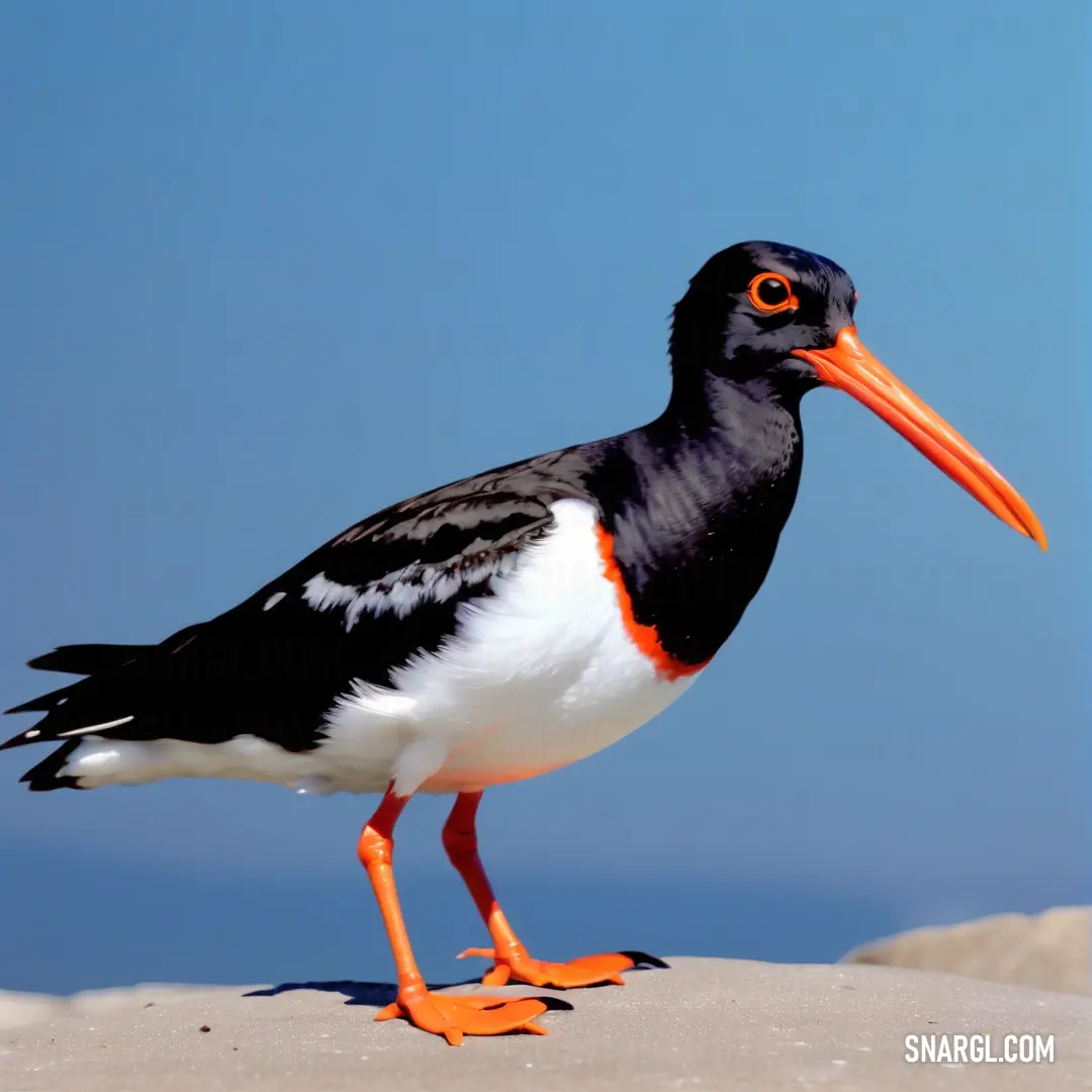 An Oystercatcher with a vivid orange beak and bold black-and-white feathers stands atop a rocky perch, under a bright blue sky with clear, endless views.