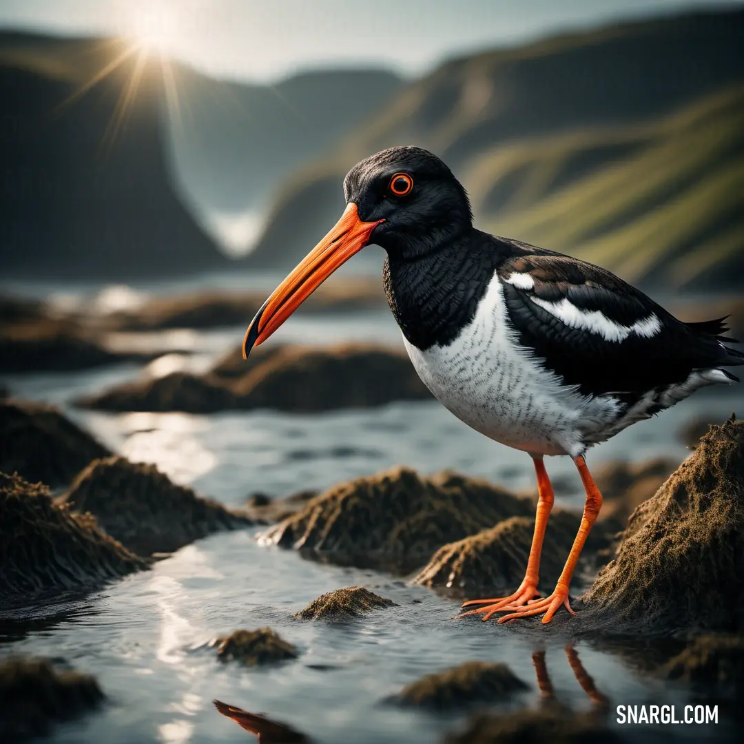 Oystercatcher with a long beak stands on rocky shores near the water, with stunning mountains and calm waters in the background. An Oystercatcher with a long, sharp beak perched on rocks by the edge of the water, with rolling hills and distant mountains creating a serene and scenic backdrop.