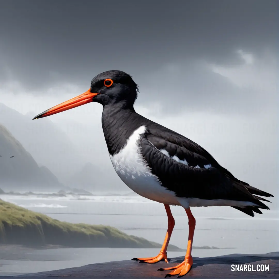 A striking Oystercatcher with an orange beak stands gracefully on the beach, with the glistening ocean and majestic mountains creating a breathtaking scene behind it.