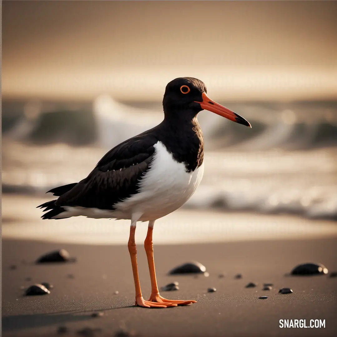 A striking black-and-white Oystercatcher stands on the beach, with waves crashing in the background, showcasing its long orange beak against the crashing surf.