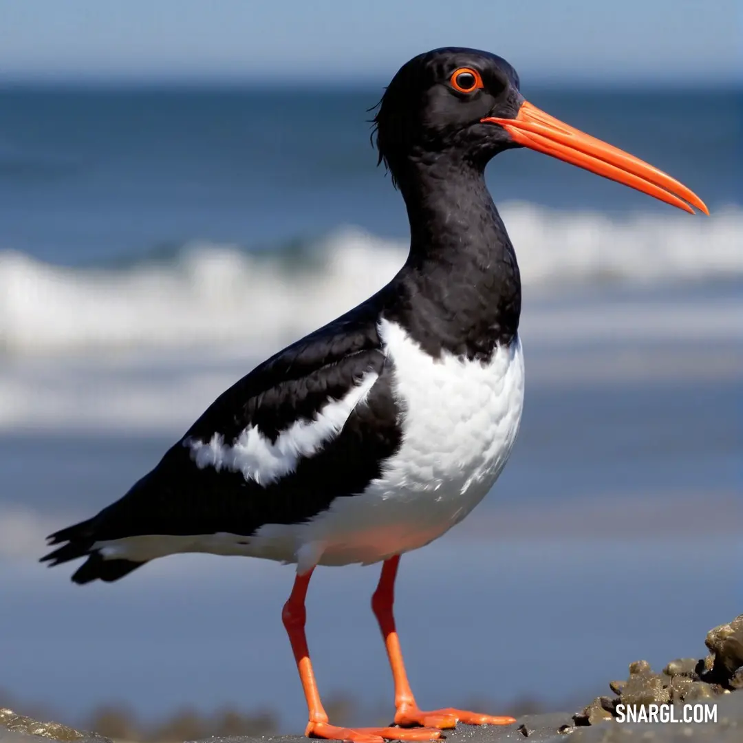 A black-and-white Oystercatcher with a bright orange beak stands on the beach, waves gently crashing behind it, as the bird surveys the coastal landscape.