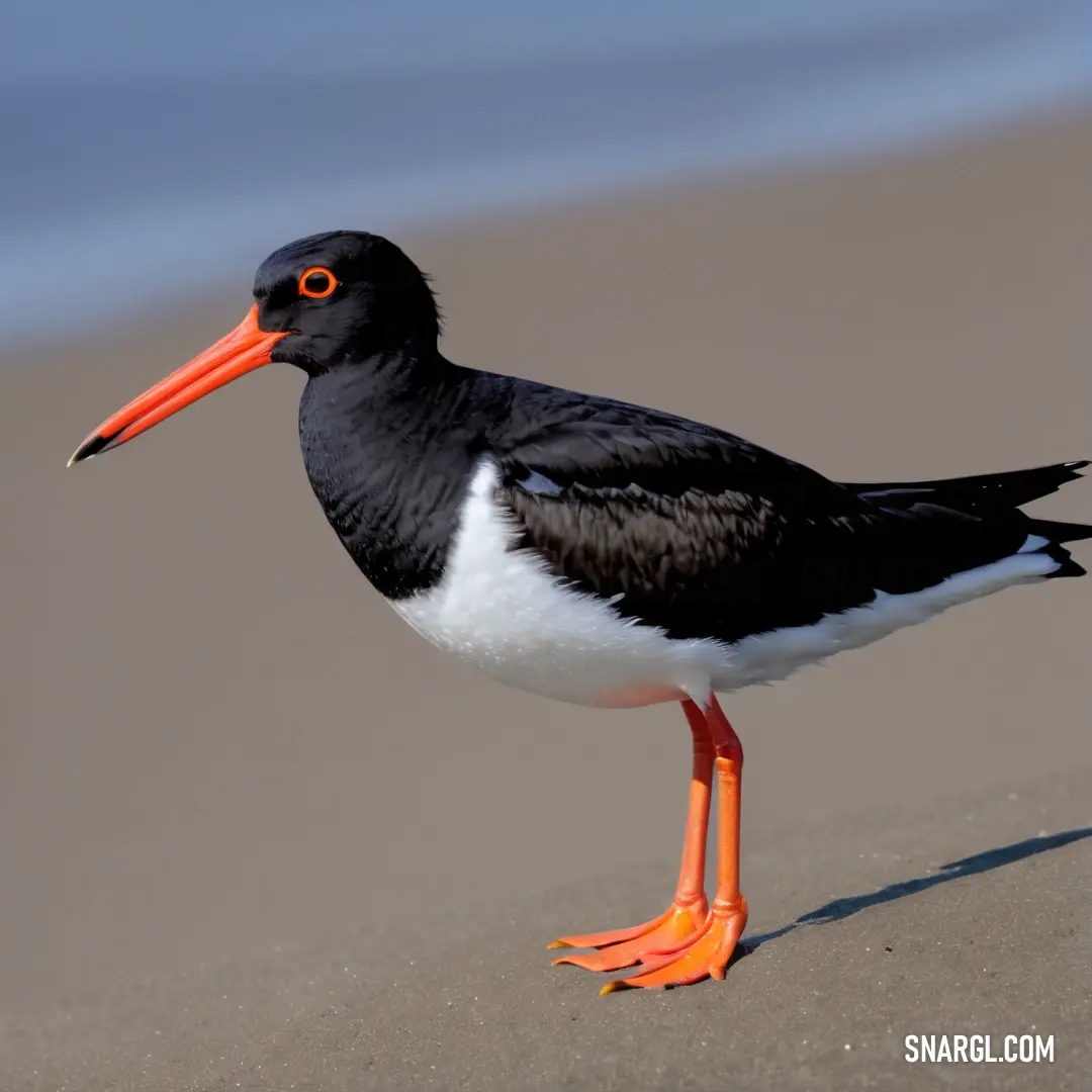 A black-and-white Oystercatcher with orange legs stands on the sandy beach, near the water's edge, with the peaceful view of the shore and ocean extending behind it.