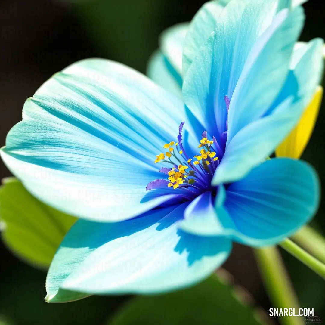 Blue flower with a yellow center is shown in the foreground of the image