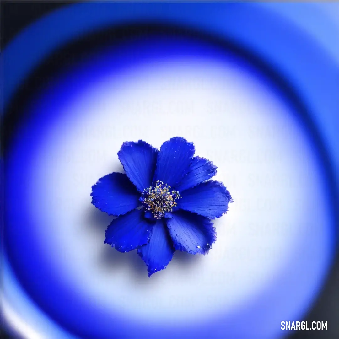 Blue flower is in a white and blue bowl with a black rim around it and a blue