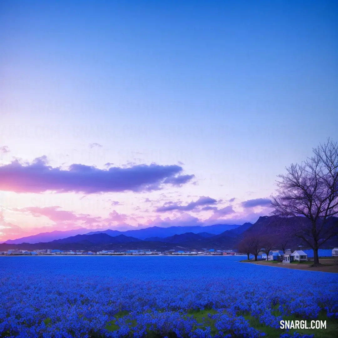 Field of blue flowers with a sunset in the background and a few clouds in the sky above it. Example of #273BE2 color.