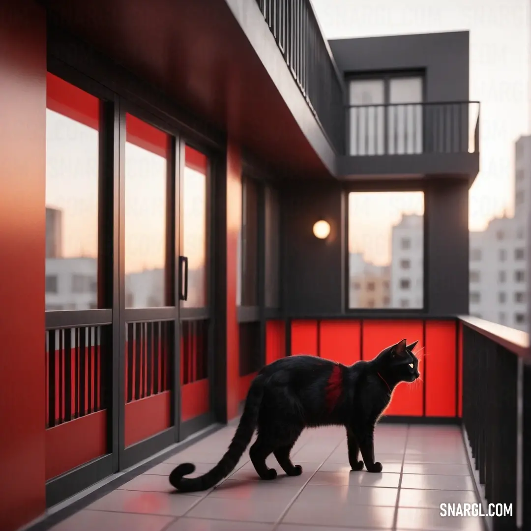 Black cat standing on a tiled floor in front of a red wall and a balcony with a balconies. Example of Pale carmine color.