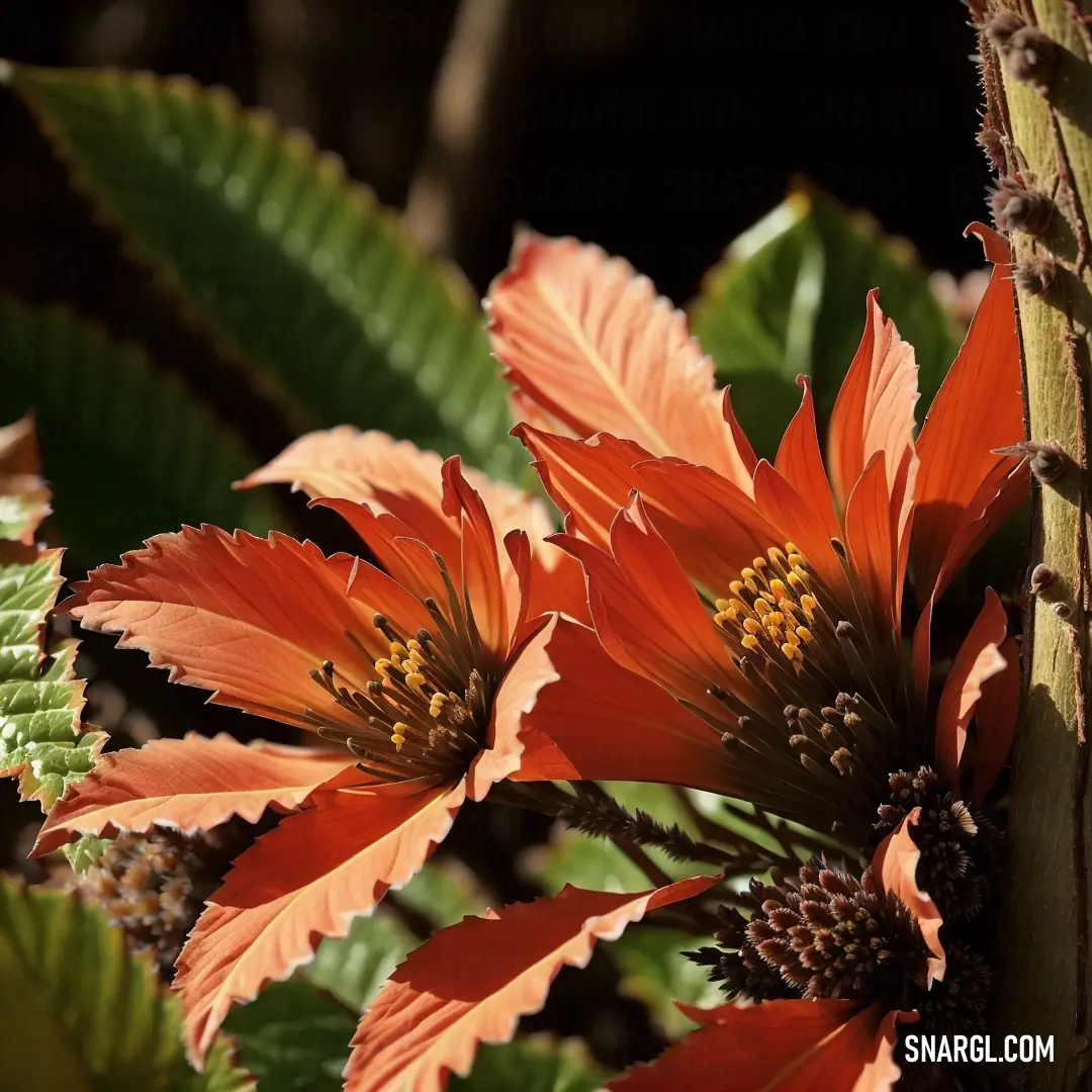 Close up of a flower with leaves in the background. Example of #AF4035 color.