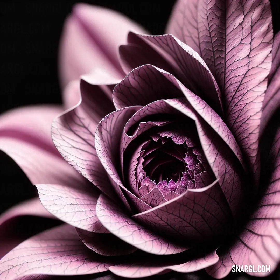 Purple flower with a black background and a white center flower with a purple center flower is shown in the center of the flower