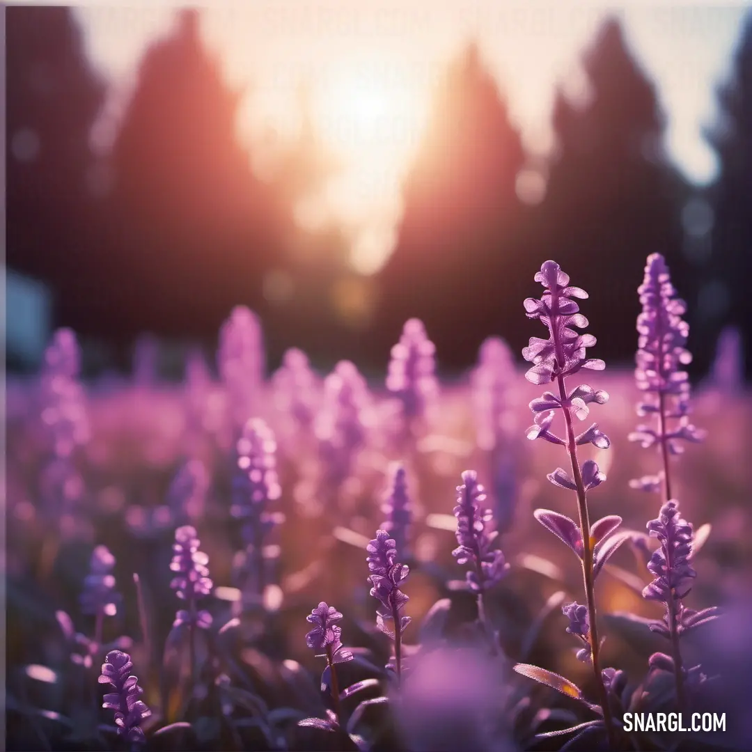 Pale plum color. Field of purple flowers with the sun in the background