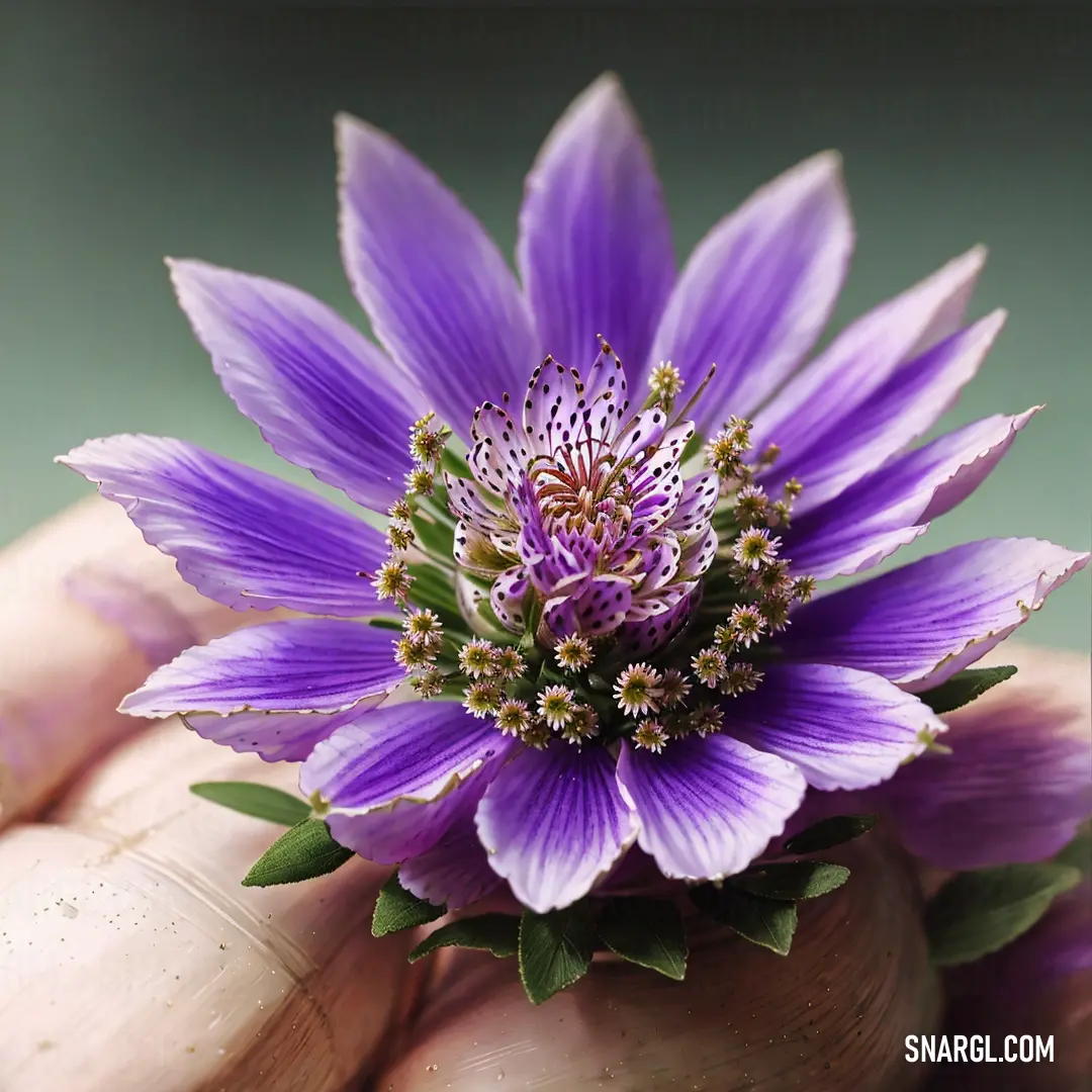 Purple flower with green leaves in a person's hand with a blurry background of the flower