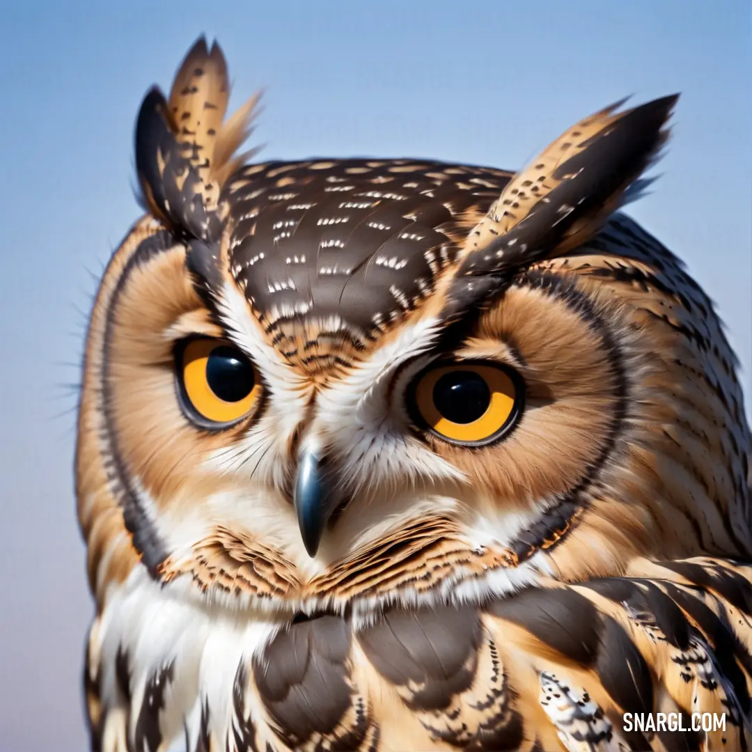 Close up of an owl with a sky background behind it and a blue sky behind it. Example of RGB 255,207,165 color.