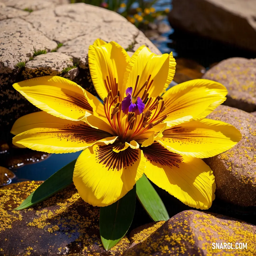 Yellow flower on top of a rock covered ground next to water and rocks with yellow lichens