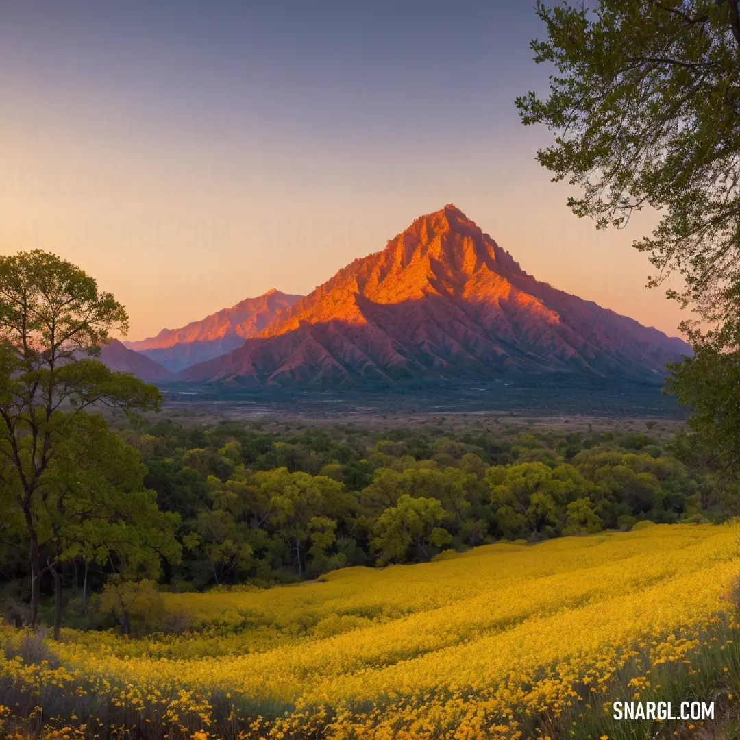 Mountain range with a field of yellow flowers in the foreground