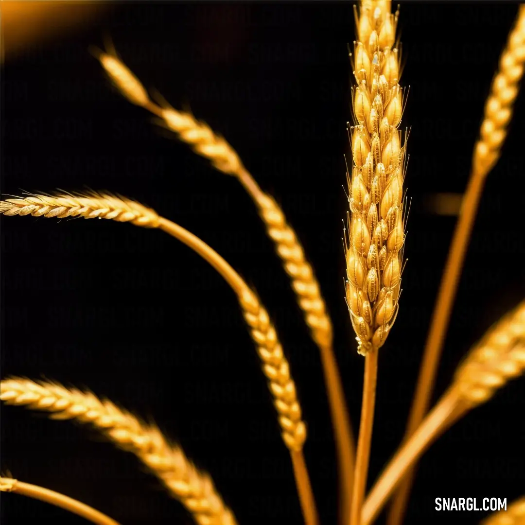 Close up of a plant with long stalks of wheat in the foreground and a black background with a small amount of light