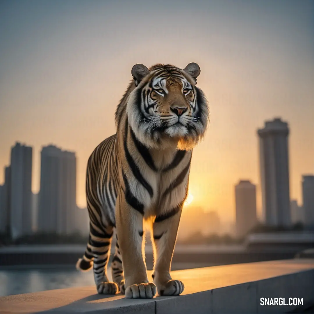 PANTONE 1355 color example: Tiger walking on a ledge in front of a city skyline at sunset or dawn with buildings in the background