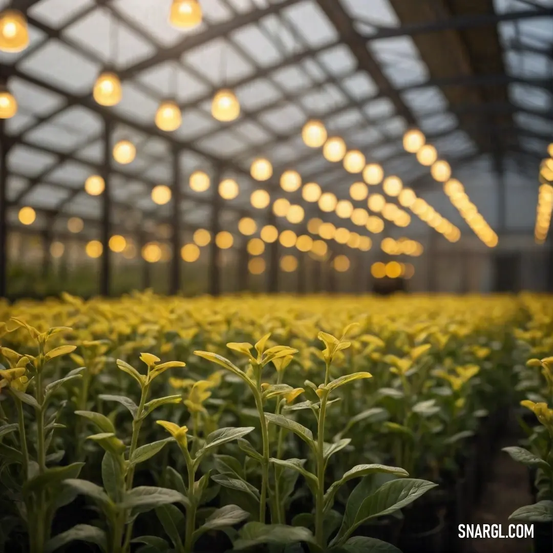 An inviting greenhouse scene featuring warm glows from hanging lights, casting soft shadows over the fertile ground filled with thriving plants, painting a lively portrait of growth and nurturing with a touch of CMYK color brilliance.