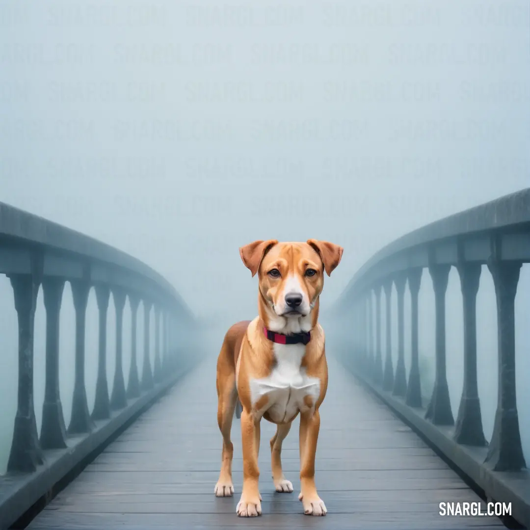 Dog standing on a bridge in the fog with a collar on it's neck and a collared collar on. Color PANTONE 170.