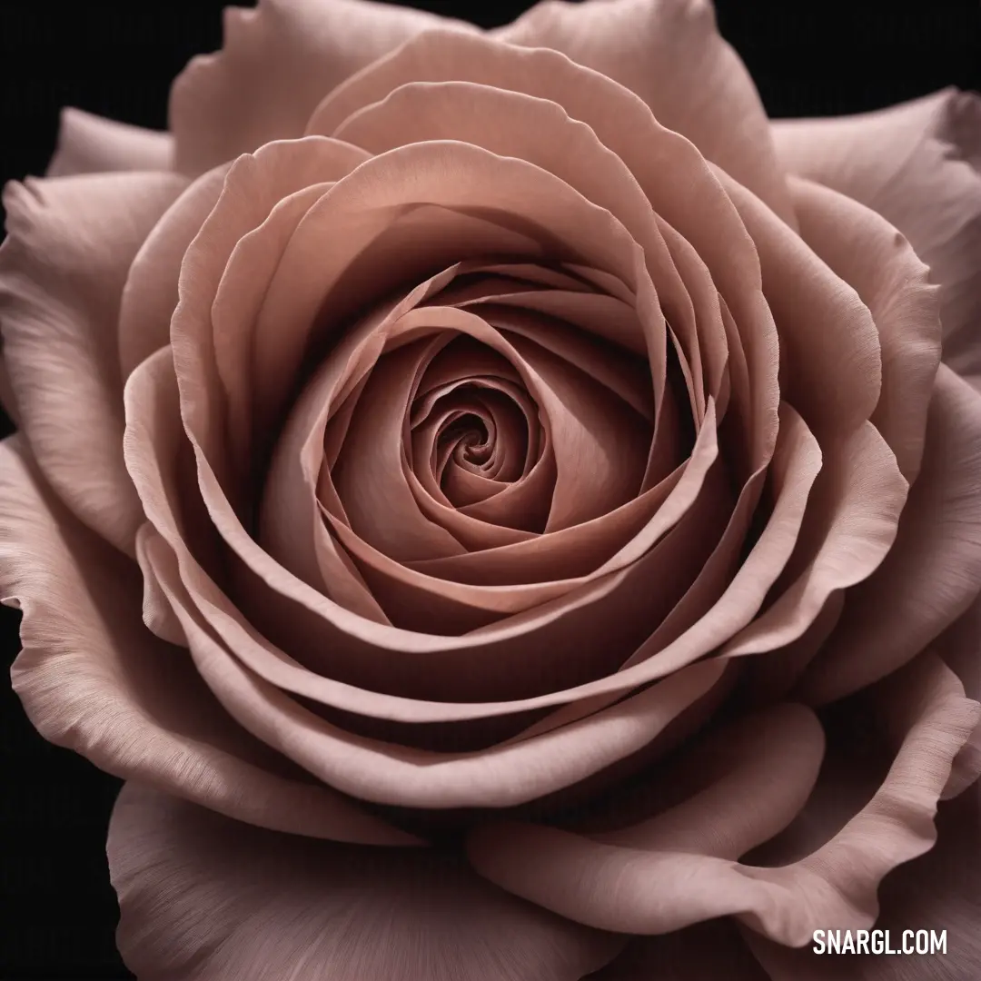 PANTONE 1765 color example: Large rose is shown in this image with a black background