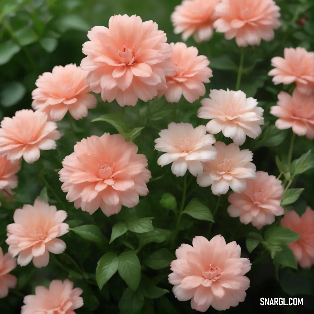 A beautiful bunch of blooming pink flowers, their petals open and vibrant against the backdrop of a lush garden. The natural beauty of the flowers adds a touch of freshness and joy to the surrounding greenery.