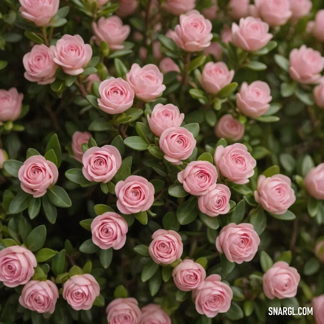 A bountiful bush of delicate pink roses showcases their petals alongside vibrant green leaves, captured in close-up. The lively hue of RGB 222,83,70 highlights their beauty, inviting admiration for nature's gifts in full bloom.