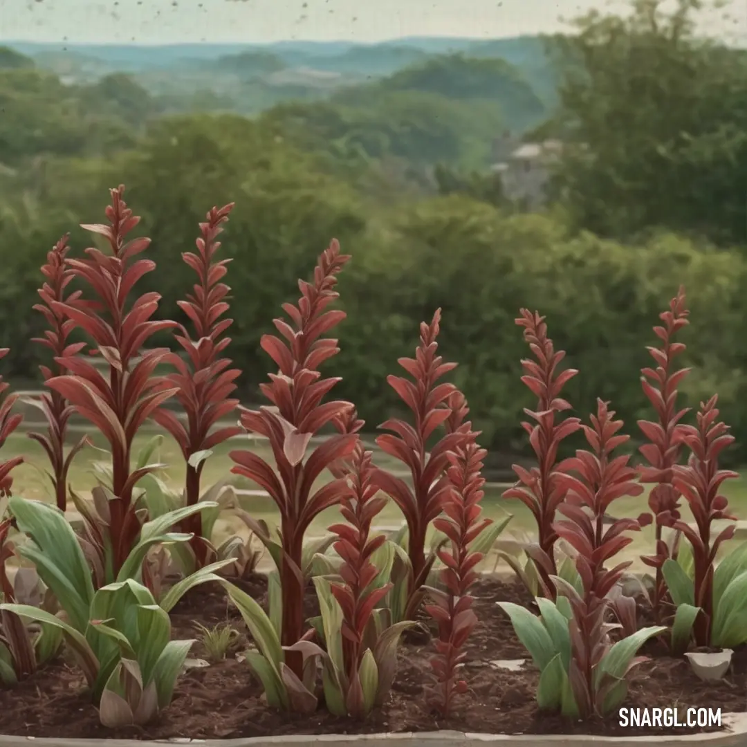 PANTONE 1807 color example: Group of red plants in a garden with a view of trees in the background