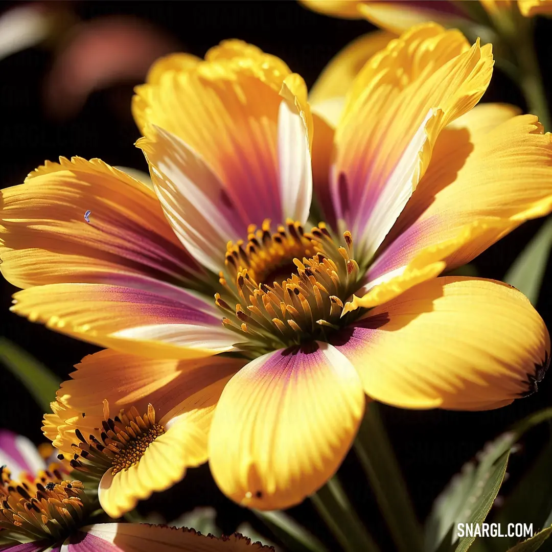 Close up of a yellow and pink flower with green leaves in the background. Color #F6DB67.