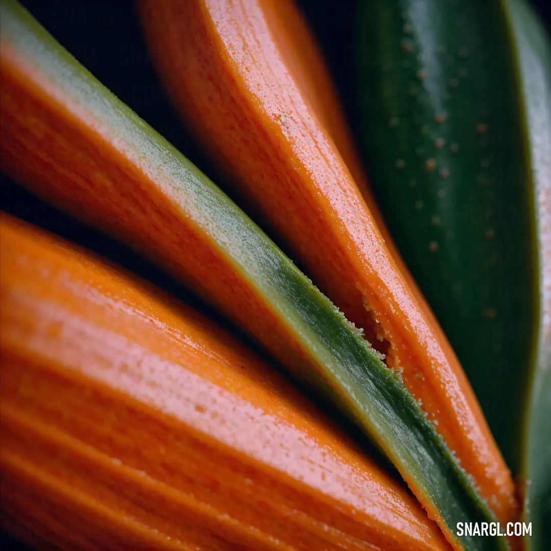 A vibrant close-up of a green and orange plant with large, textured leaves growing on delicate stems. The warm hues create a striking contrast, bringing the colors of nature to life with the rich tone of RGB 223,107,92.